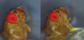 Fruit fly (Drosophila melanogaster) showing proboscis extension reflex to a 5% sucrose solution stimulus Bella and Kaitlyn PER.jpg