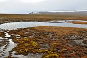 Isla Bennett, costa norte - paisaje de tundra (76°44'30N, 149°21'19E)