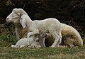 Bergschaf tiroler 02.JPG