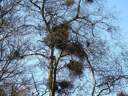 Betula pubescens Taphrina