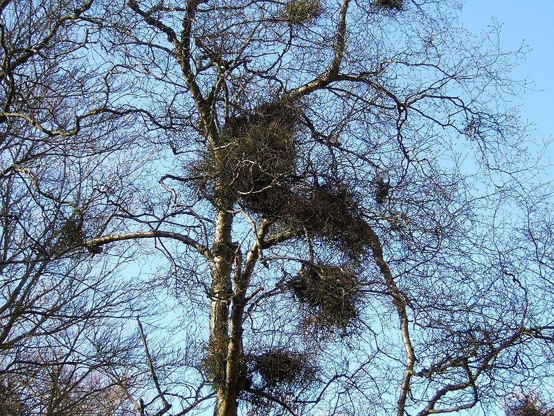 File:Betula pubescens Taphrina.jpg