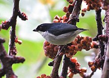 Bicolored Flowerpecker.jpg