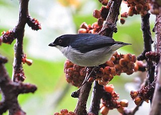 Bicolored flowerpecker Species of bird