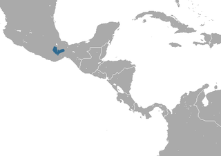 Big Mexican small-eared shrew Species of mammal