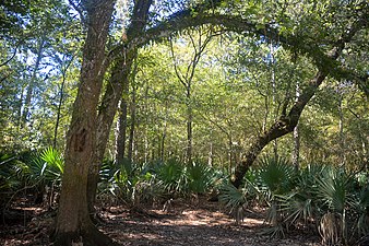 Sabal minor and resurrection fern (Pleopeltis polypodioides) growing on oak limb, Big Thicket National Preserve, Hardin Co. Texas, USA (23 October 2019)