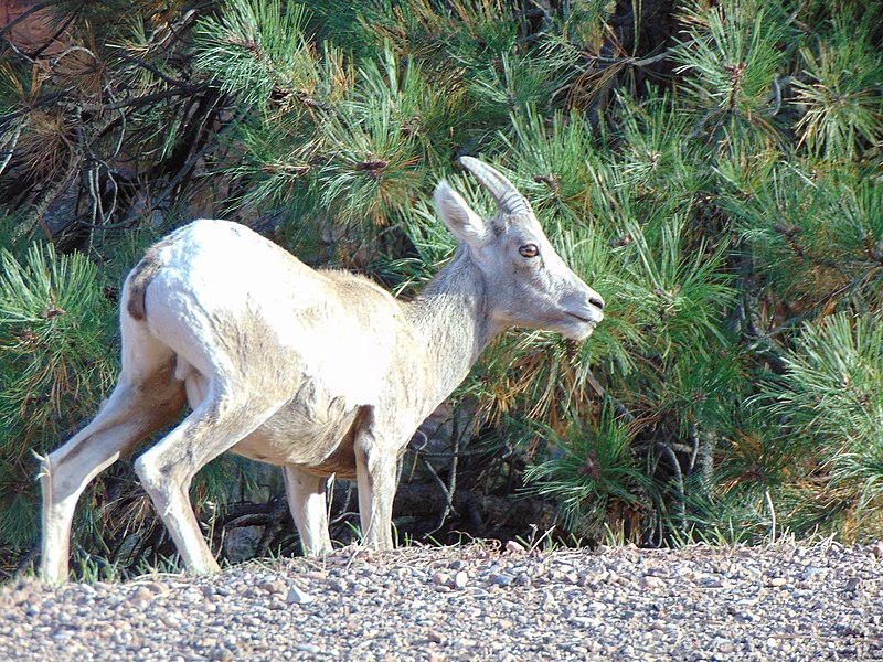 File:Bighorn sheep off the Zion-Mount Carmel Highway, Oct 16.jpg