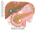 Thumbnail for Intrahepatic bile ducts