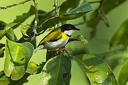 Apalis con cappuccio nero - Ghana S4E1344 (16709329573) .jpg