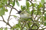 Thumbnail for File:Black-capped Vireo-Kerr WMA-TX - 2015-05-24at12-53-1619 (21421351198).jpg