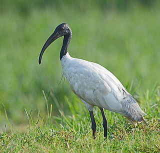 <span class="mw-page-title-main">Basai Wetland</span> Wetland in Haryana, India