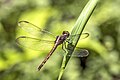 * Nomination Black-winged dragonlet (Erythrodiplax funerea) female --Charlesjsharp 07:59, 27 April 2023 (UTC) * Promotion  Support Good quality. --BigDom 09:53, 27 April 2023 (UTC)