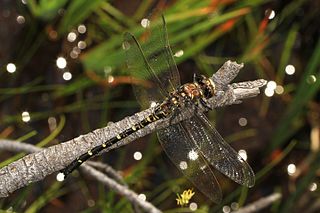 <i>Tanypteryx hageni</i> Species of dragonfly