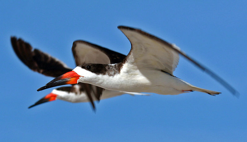 File:Black Skimmer Close Flying.jpg