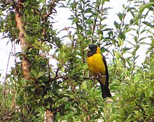 Gros-bec noir et jaune.jpg