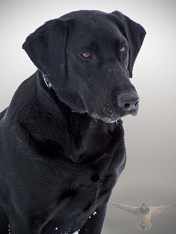 Black Shuck - Wikipedia