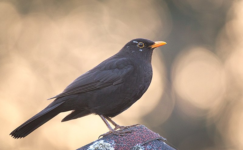 File:Blackbird on a roof (33907382116).jpg