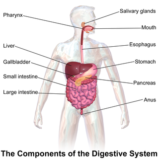 Digestion Biological process of breaking down food