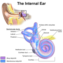 Sisäkorva. Simpukan (engl. cochlea) häiriöt aiheuttavat Ménièren taudin kuulo-oireet ja kaarikäytävien (engl. semicircular ducts) häiriöt huimausoireet.