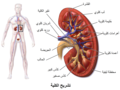 تصغير للنسخة بتاريخ 01:49، 9 يونيو 2018