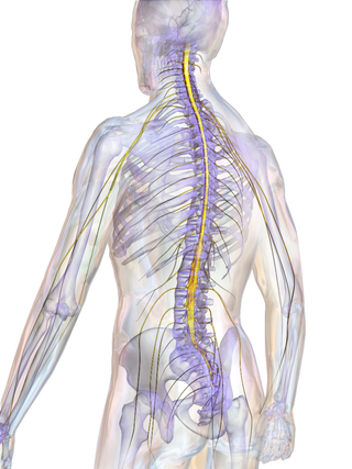 <span class="mw-page-title-main">Spinal cord</span> Long, tubular central nervous system structure in the vertebral column