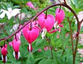 2011-04-16T09:07:45Z : user:Raghith : File:Bleeding heart flower shot.jpg