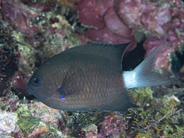 Chromis caudalis