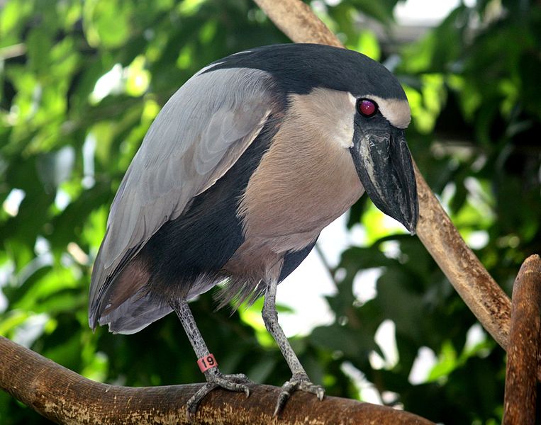 File:BoatBilledHeron CochleariusCochlearius.jpg