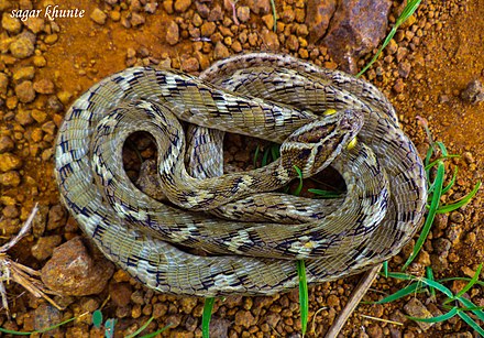 Неядовитая змея семейства ужеобразных. Boiga ceylonensis. Многопятнистая бойга. Бойга тригоната. Boiga ceylonensis Шри-Ланку.