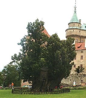 Ліпа караля Мацея. Ззаду — Бойніцкі замак