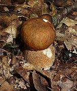 Boletus reticulatus (Summer sep)