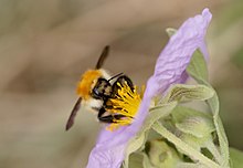 Bombus muscorum in Gava, Catalonia, Spain foraging on Cistus albidus. Bombus muscorum purple.jpg