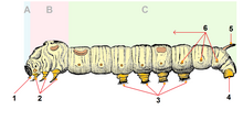 2- thoracic legs. Bombyx mori caterpillar tagged2.png