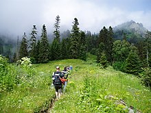 Turistická cesta bohatou horskou loukou, v pozadí jehličnatý les