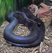 Photographie d'un serpent.