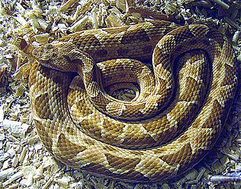 Yarará grande (Bothrops alternatus). C'est un serpent venimeux pouvant occasionner des envenimations graves. Il peut atteindre 170 cm de longueur.
