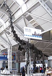 Reconstructed Brachiosaurus skeleton, formerly in the Field Museum, exhibited at the airport since 1999