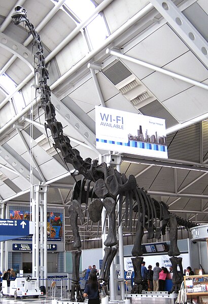 Reconstructed Brachiosaurus skeleton, formerly in the Field Museum, exhibited in Concourse B since 1999