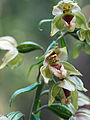 Epipactis helleborine Detail