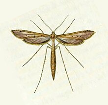 Britishentomologyvolume6Plate471-detail.jpg