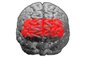 同じくブロードマンの脳地図における10野。大脳を前方正面から見た状態。