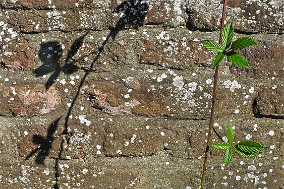 Brombeerranke vor und ihr Schatten auf Mauer