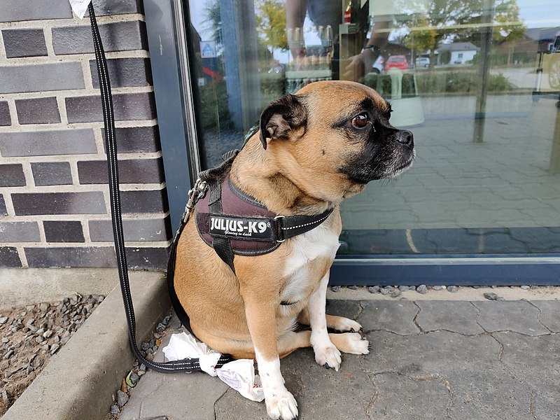 File:Brown White Dog Sitting Aldi Denmark 001.jpg