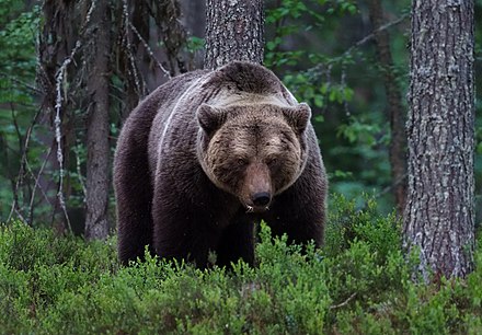 Brown bear (Ursus arctos) in the forest of Kainuu