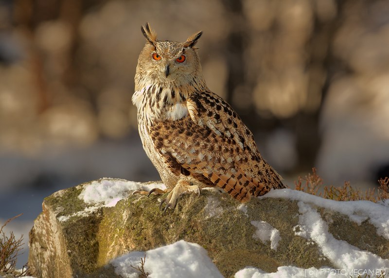 Get Your Own Life-Size CLASH OF THE TITANS Bubo the Owl Figure