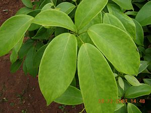 Buchanania angustifolia.jpg