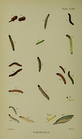 Fig. 2 larva after final moult Buckler W The larvae of the British butterflies and moths Plate CLXII.jpg