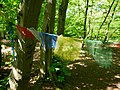 Buddhist prayer flags affixed to the fairy tree in Bexley Woods, Bexley.