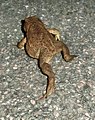 English: Common Toad. Svenska: Padda, Fagerlund, Väsmestorp, Sörby socken. (6445695, 402445)