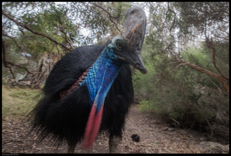 File:Buiobuione-Cassowary-Casuarius-Casuariidae.tif