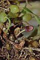 Bulbophyllum griffithii